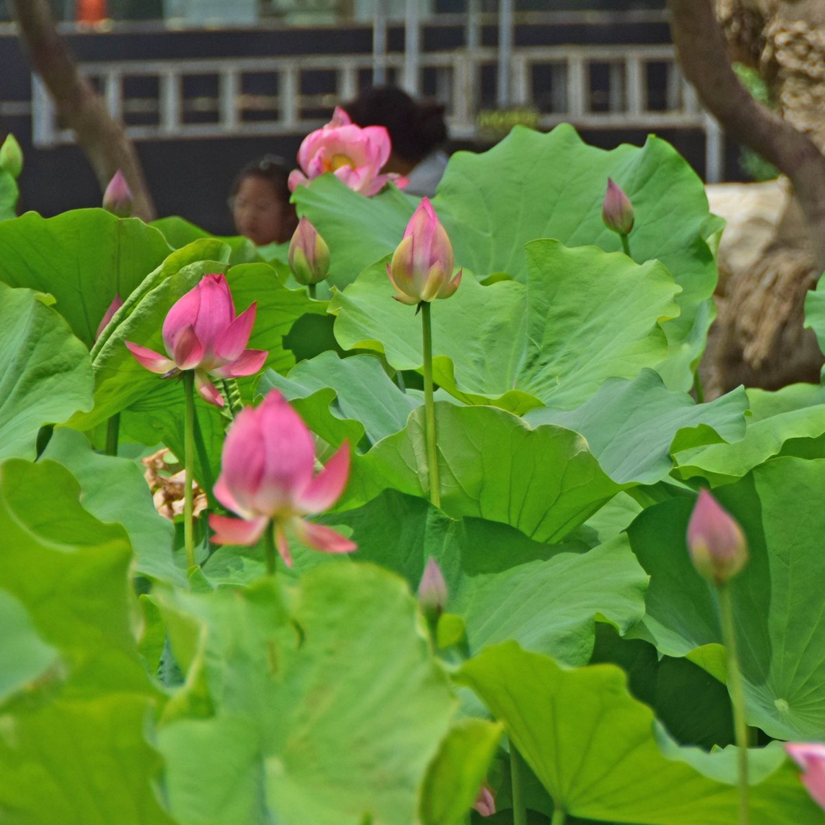 Enjoy Xi'an tweet media