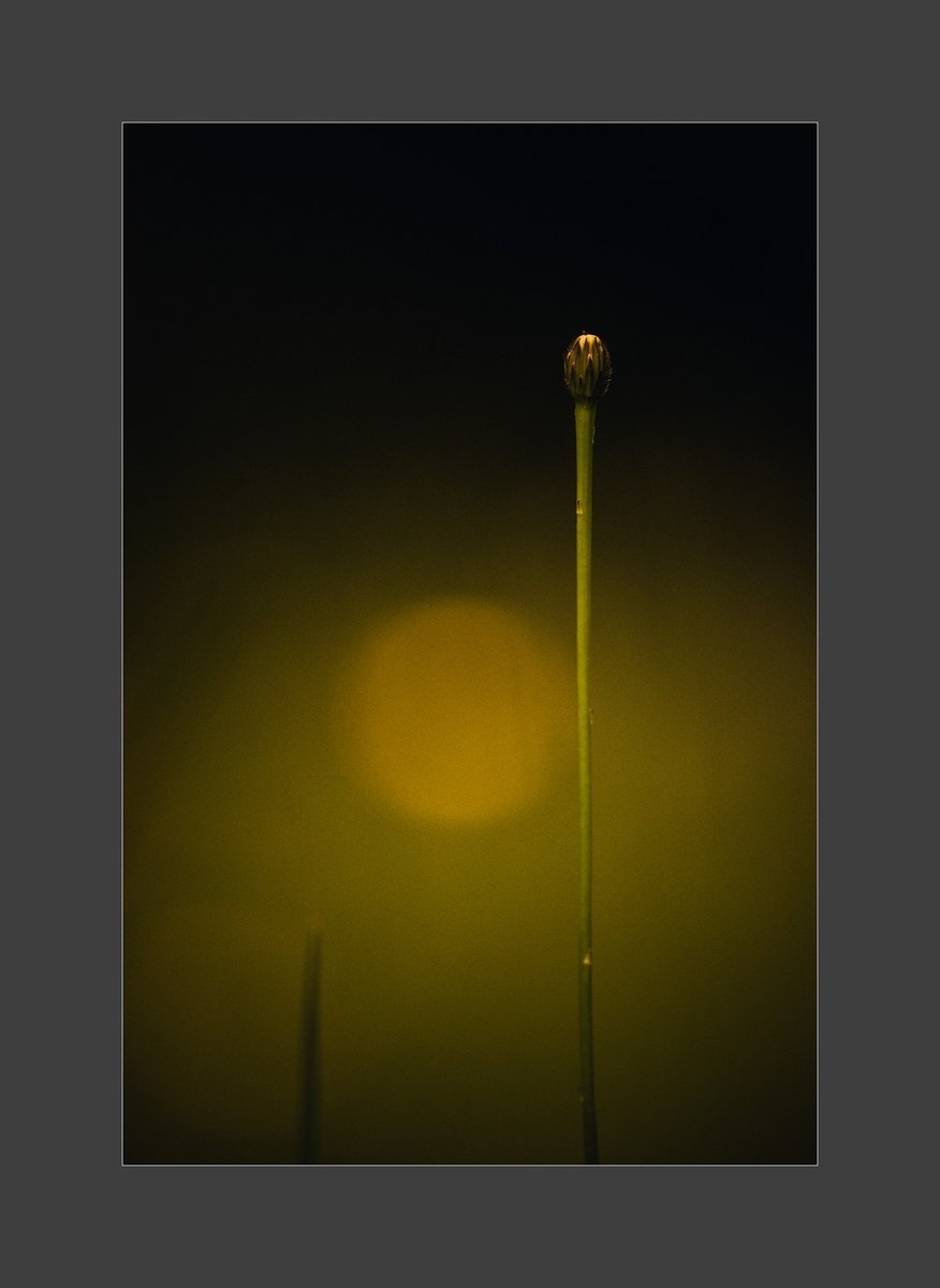 AdamPaczkowski_'s tweet photo. #Spring #lasy #wiosna #light #NaturePhotography #wildlifephotography #forest #自然 #nature #photography #fotografia #puszcza #June #Poland https://t.co/Cg3V6v7GAH