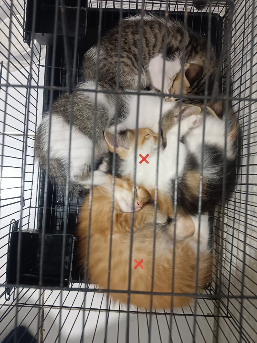draftanakunpad4's tweet photo. Pad! Open Free Adopt Kucing (Update) 

Gusy adakah yang mau adopt dua krucil lagi? (bisa satu). Belum ketemu keluarga baru😞
Tolong bantu share juga, siapa tahu jodoh mereka lagi baca menfess ini 🥹🫶 https://t.co/5l17wStiOs