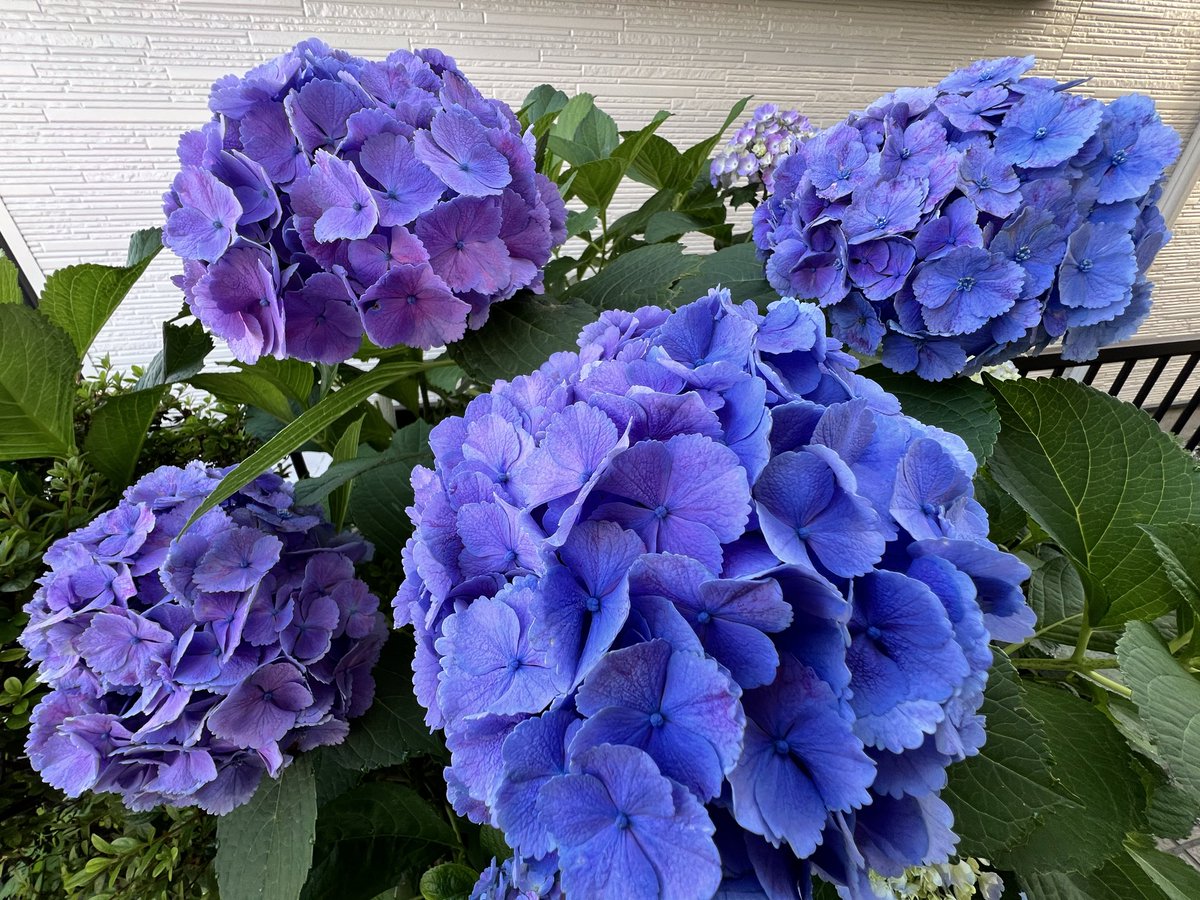 suehirarin's tweet photo. #ひらりんの花と緑の観察日記2026
#ひらりんの緑のカーテン観察日記2026 
6月16日朝の様子です。
今日は青空で撮影日和でしたので緑のカーテン、プチトマト、紫陽花、朝顔などを撮ってみました。昨日プチトマト収穫して食べたら美味しかった💕
庭先で採れる野菜は格別です。 https://t.co/pJTjWSTDV4