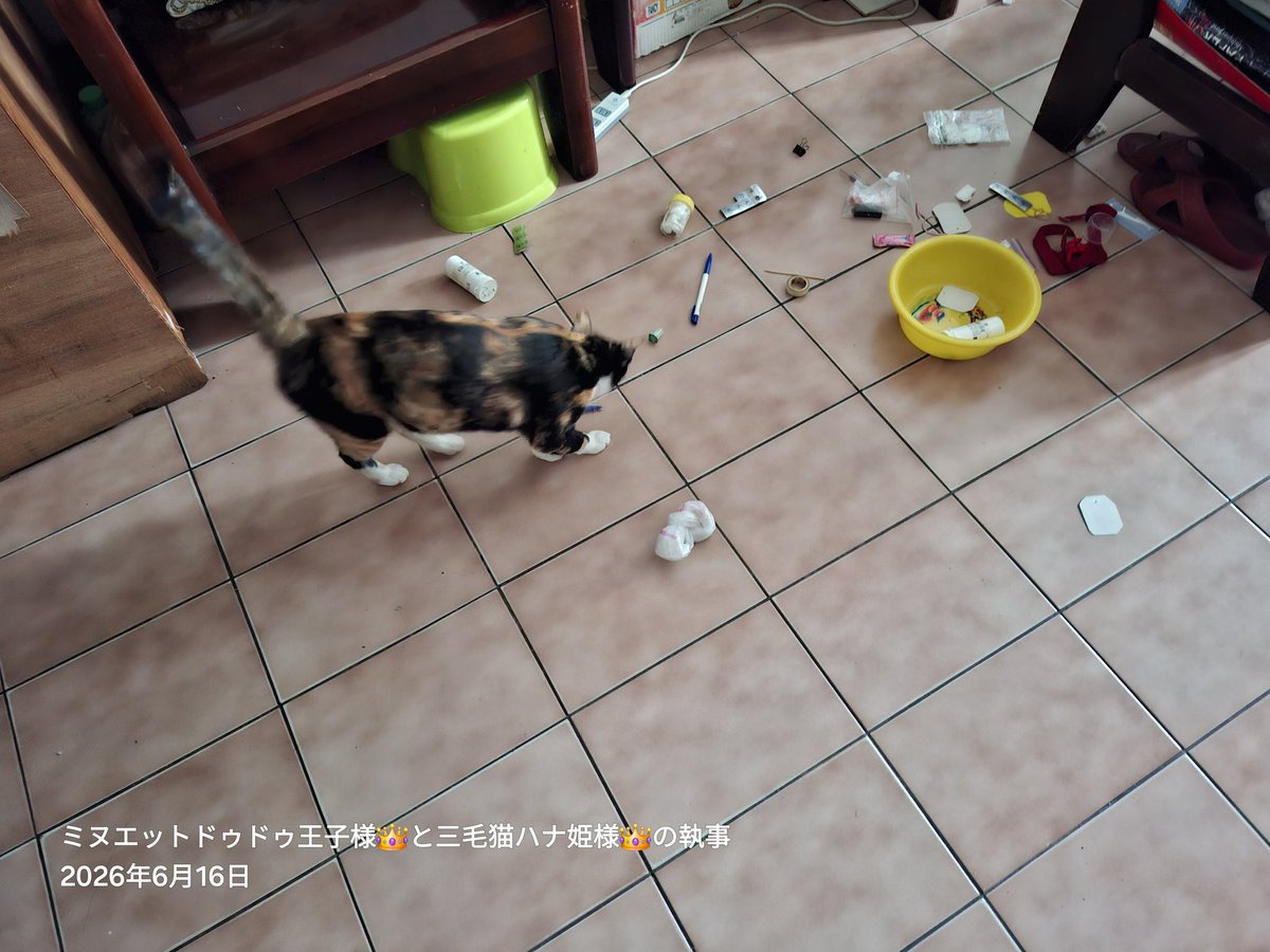 longleghoward's tweet photo. 夜間運動大會結束。😡 https://t.co/Y2dvG8VDEM