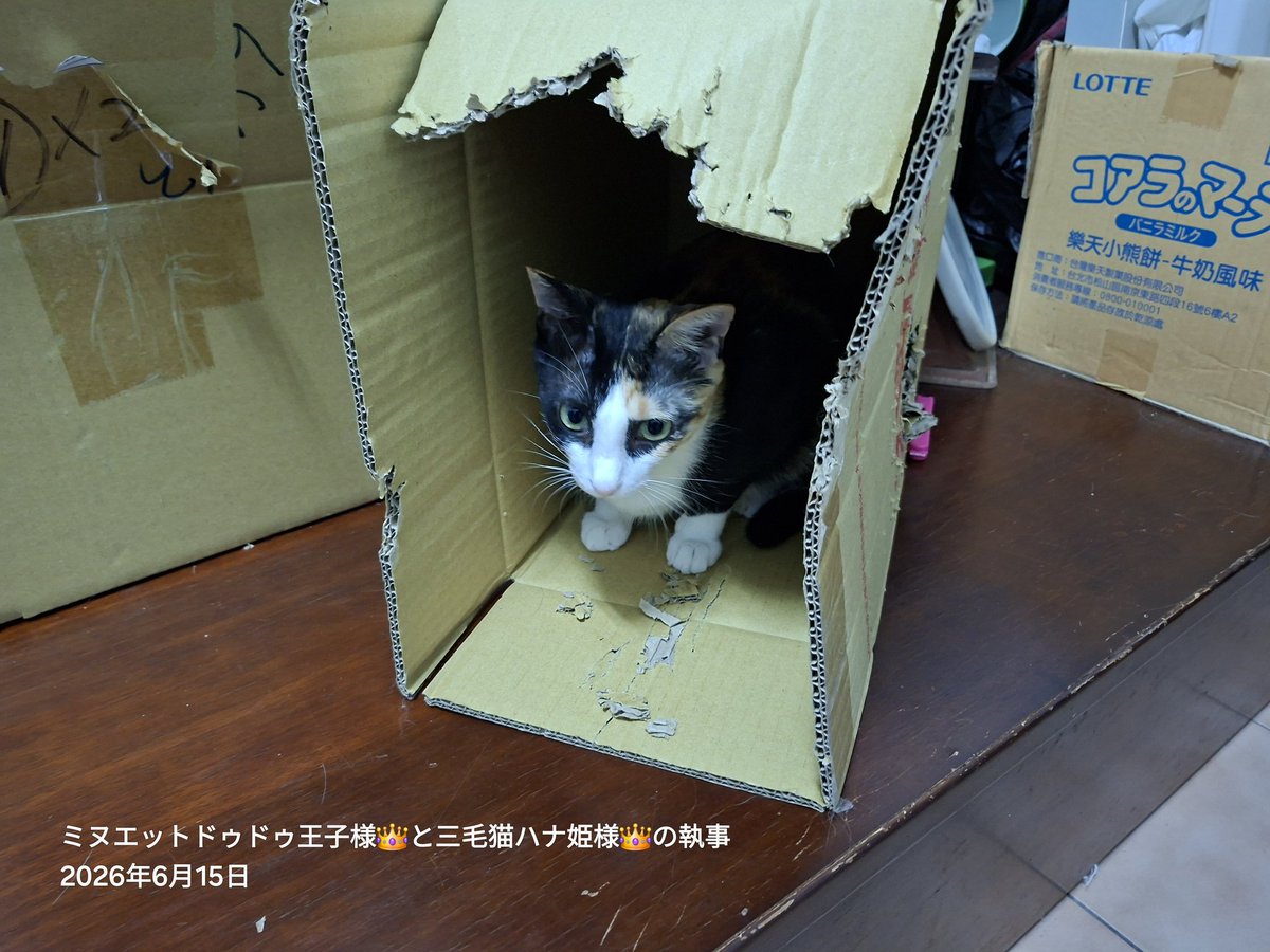 longleghoward's tweet photo. 夜間運動大會結束。😡 https://t.co/Y2dvG8VDEM