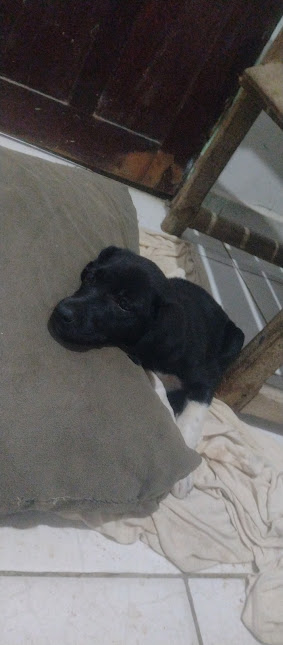natilin9's tweet photo. não posso me apega com essa cachorra, por mais que seja fofa, ainda é paara adoção🥲 https://t.co/yAeinlTtwi