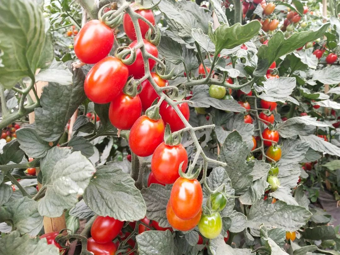 Giovanni891733's tweet photo. This fresh organic cherry tomato bundle is 10/10! Bursting with juicy sweetness, no weird aftertaste—perfect for salads or snacking, worth every penny , https://t.co/97NrqXZVgx