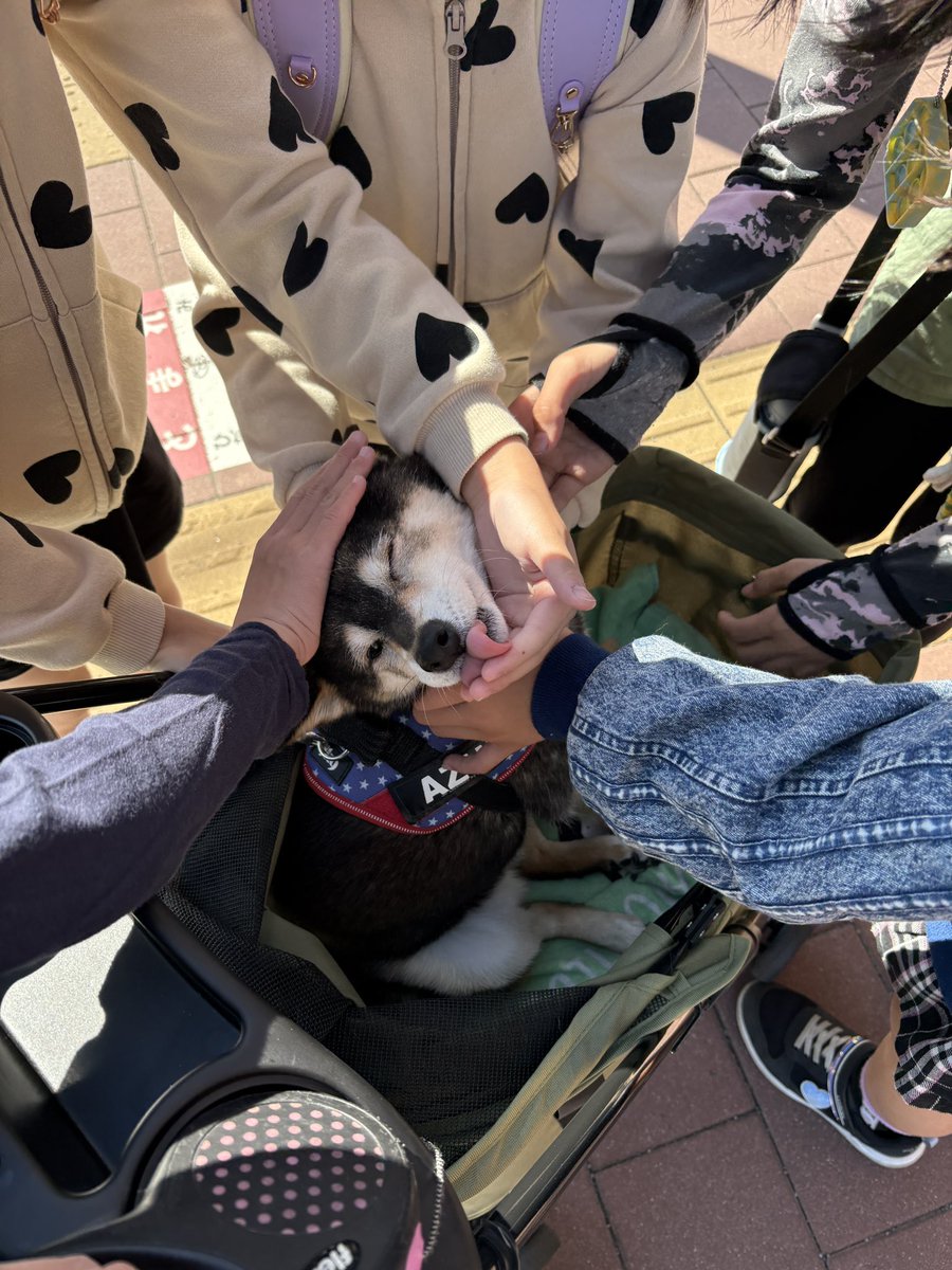 kuroshibaazuki's tweet photo. 隊長のお友達にも大人気のあずさん😇 https://t.co/uZHkaJcJ4I