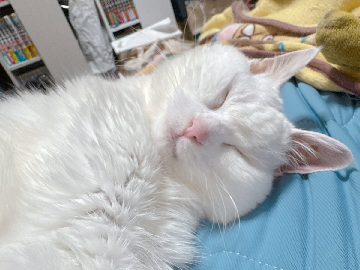 ねこぴったー tweet media