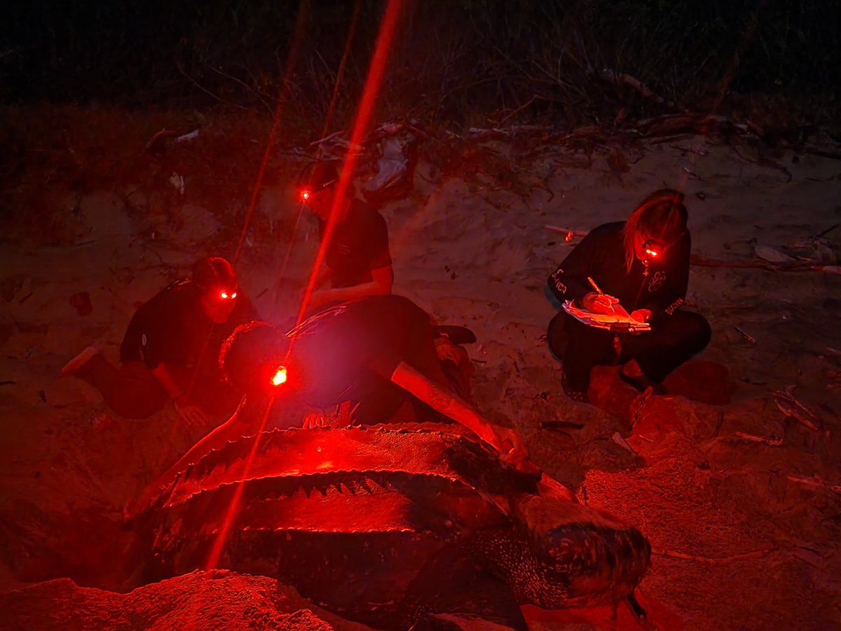 danolicutrim's tweet photo. For this #LeatherbackDay, I’m pleased to share that I’ll be returning to Costa Rica this October as Assistant Project Coordinator with @leatherback! 🇨🇷 https://t.co/VwLSSOvsUP