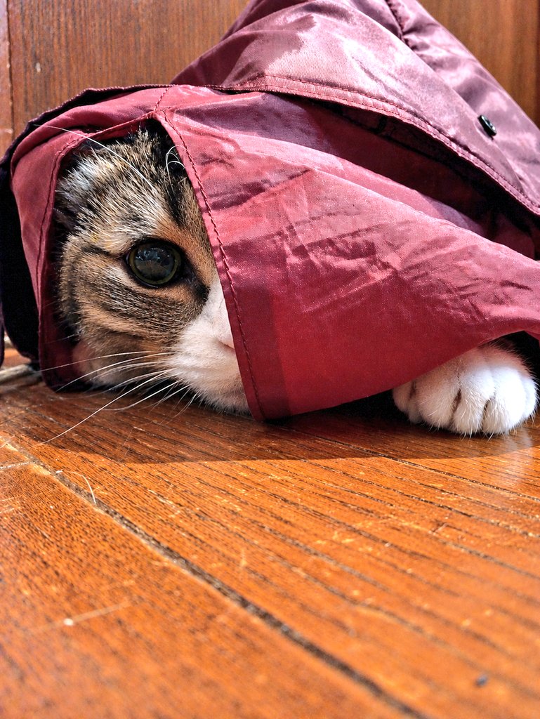 しお@猫好き CAT LOVE🐾👣⸒⸒ (@Salt_kensh) / Posts / X