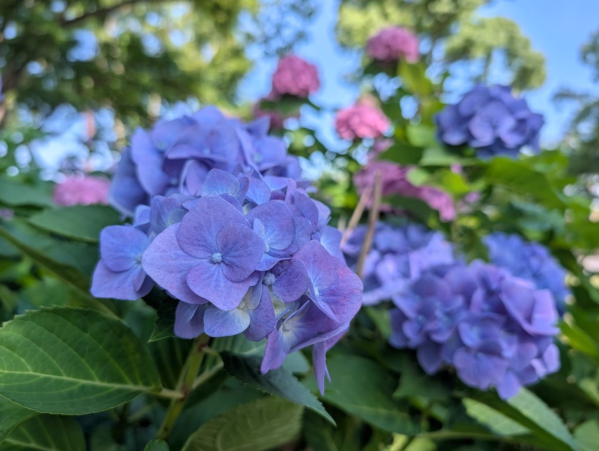 sugarHigh2019's tweet photo. おはようございます☀
１日休んで旅の疲れもだいぶ回復？

久しぶりの朝散歩。
散歩コースのあじさい園も見頃になってました。 https://t.co/By7xCqdik5