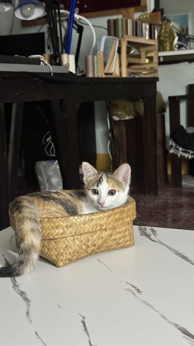 Funky_garuda's tweet photo. こんなに小さかったうちのきなこ猫。大きくなって、賢くなりました♪

#猫
#cat
#ねこと暮らす https://t.co/mhAZqGOYro