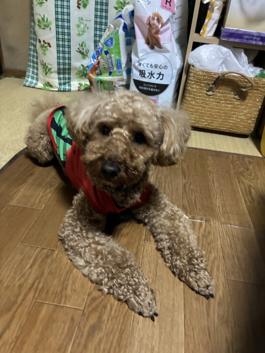 ythdakm1970's tweet photo. おはよう🐶
顔がもふもふになって来たね🤭
今日も一日心穏やかな気持ちで
過ごせます様に🍀

#キー太
#トイプードル https://t.co/X28mnGyF98