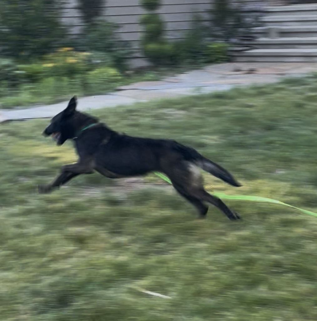 Inthehemlocks's tweet photo. @KellyG581976179 Still waiting on one, another hour. These 2 lol, frame 1 Grande too busy for pics, 2 Arlo noticing the flag, 3 Grande after bath and blowout then puppy tubbies. https://t.co/PUva7OK6y3