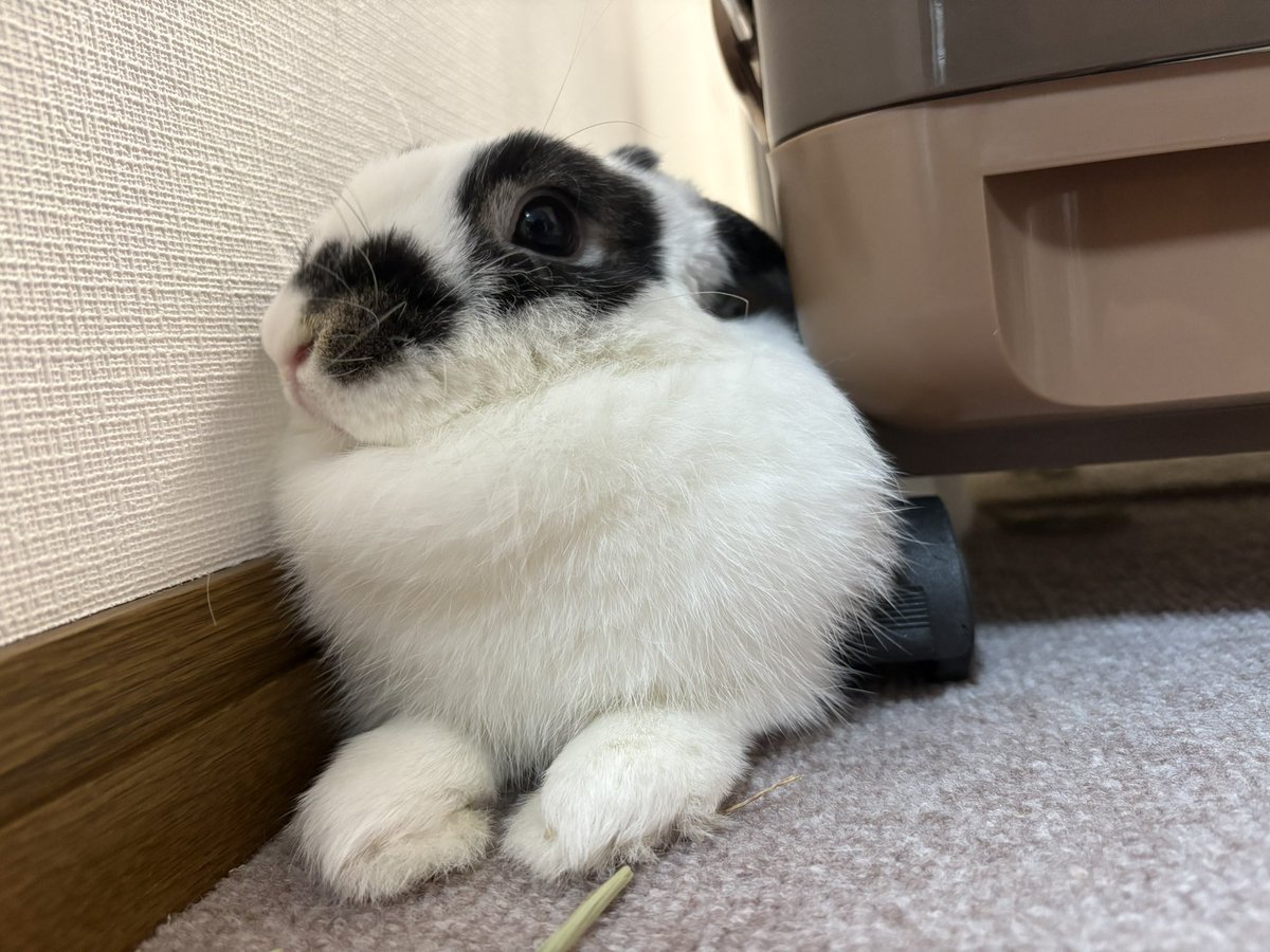 うさぎのミルちゃんꪔ̤̮ tweet media