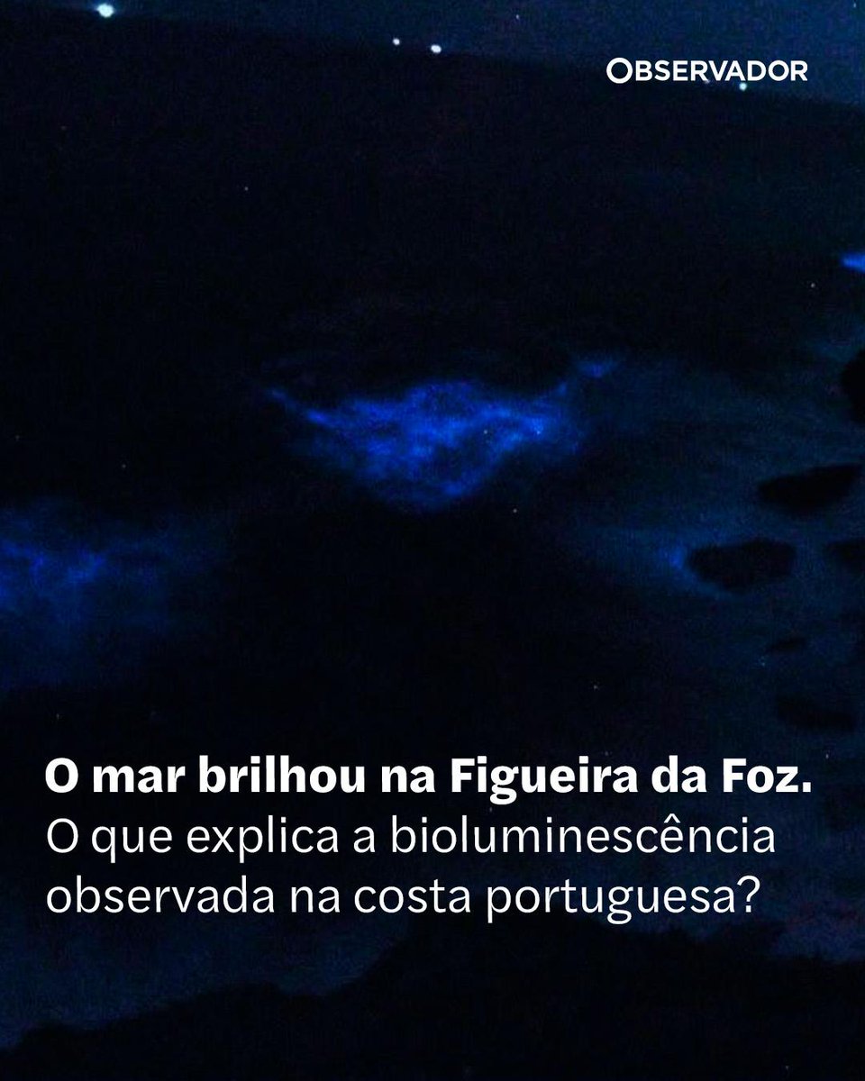 observadorpt's tweet photo. O fenómeno da bioluminescência é um dos espetáculos naturais mais impressionantes. É comum, mas não em Portugal, onde só acontece por vezes, se estiverem reunidas várias condições.
#FigueiraDaFoz #Oceanos #FenómenoNatural https://t.co/TTW5S7Yq12
