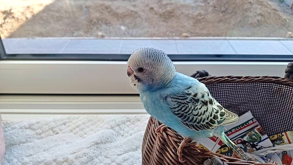 op_aroe's tweet photo. 母がインコちゃんをお迎えしたのよ🐦️
かわよ💕 https://t.co/n6q5OQ3AG1