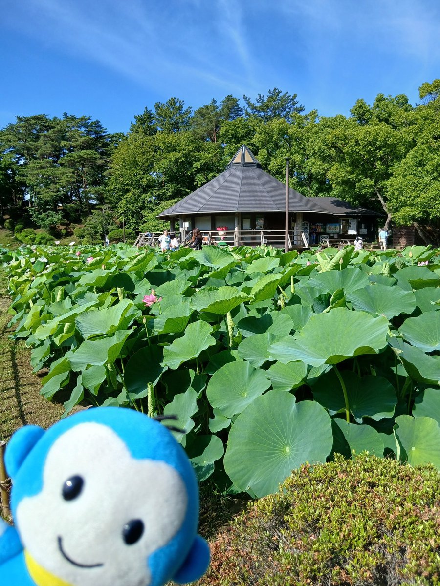 chibamonoPR's tweet photo. モノちゃんです✨

朝からいい天気だったので、#千葉公園 まで行ってみました🪷🪷🪷
#オオガハス は、二分咲き(←そんな言い方するんか？)といった感じでしょうか🪷🪷
週末は『#オオガハスまつり』が開かれます
お天気が気になる、、、
#千葉モノレール
#ブラモノちゃん https://t.co/CnYkTmPO7A