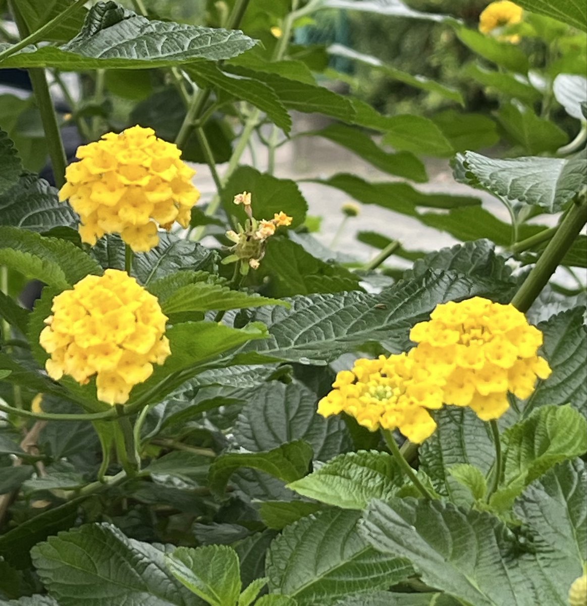 ElLixJS2bA8JEvx's tweet photo. 0616 おはようございます🐎🌻!!!
#佳い一日を
#黄色に見送られて今日も頑張り馬っす💛 https://t.co/d49gOpFBrq