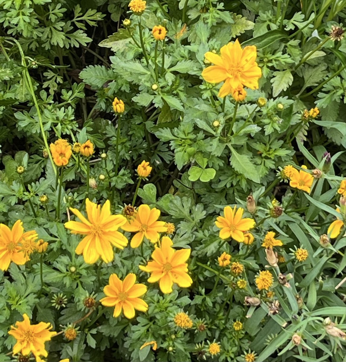 ElLixJS2bA8JEvx's tweet photo. 0616 おはようございます🐎🌻!!!
#佳い一日を
#黄色に見送られて今日も頑張り馬っす💛 https://t.co/d49gOpFBrq