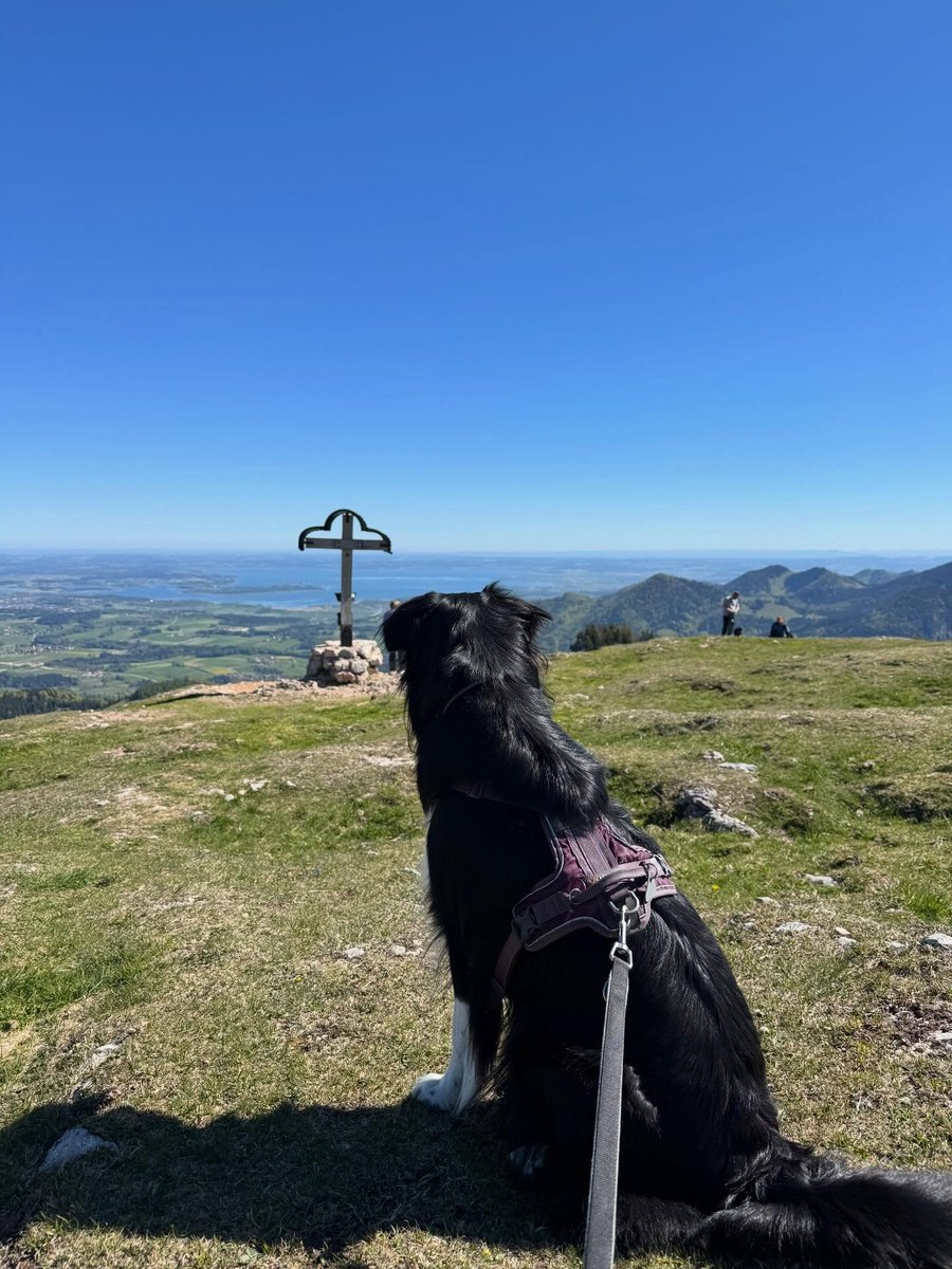 kampenwanderer's tweet photo. Gestern habe ich mal wieder eine Bergtour mit Ally gemacht, es ging auf den #Wildbarren im Inntal.
Die Maus wird noch eine richtige Bergsteigerin und den Aufstieg hat sie wirklich gut gemeistert.… https://t.co/HgStlMxnKi
