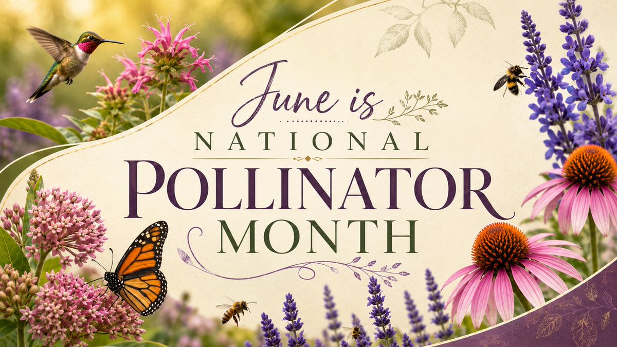 MauserInsurance's tweet photo. National #Pollinator Month takes place every June to celebrate bees, butterflies, hummingbirds, and other species that sustain our ecosystems. It features #PollinatorWeek (June 22–28), dedicated to raising awareness of pollinator decline and promoting conservation.

#IowaAg #Farm https://t.co/RfEdlgok0z