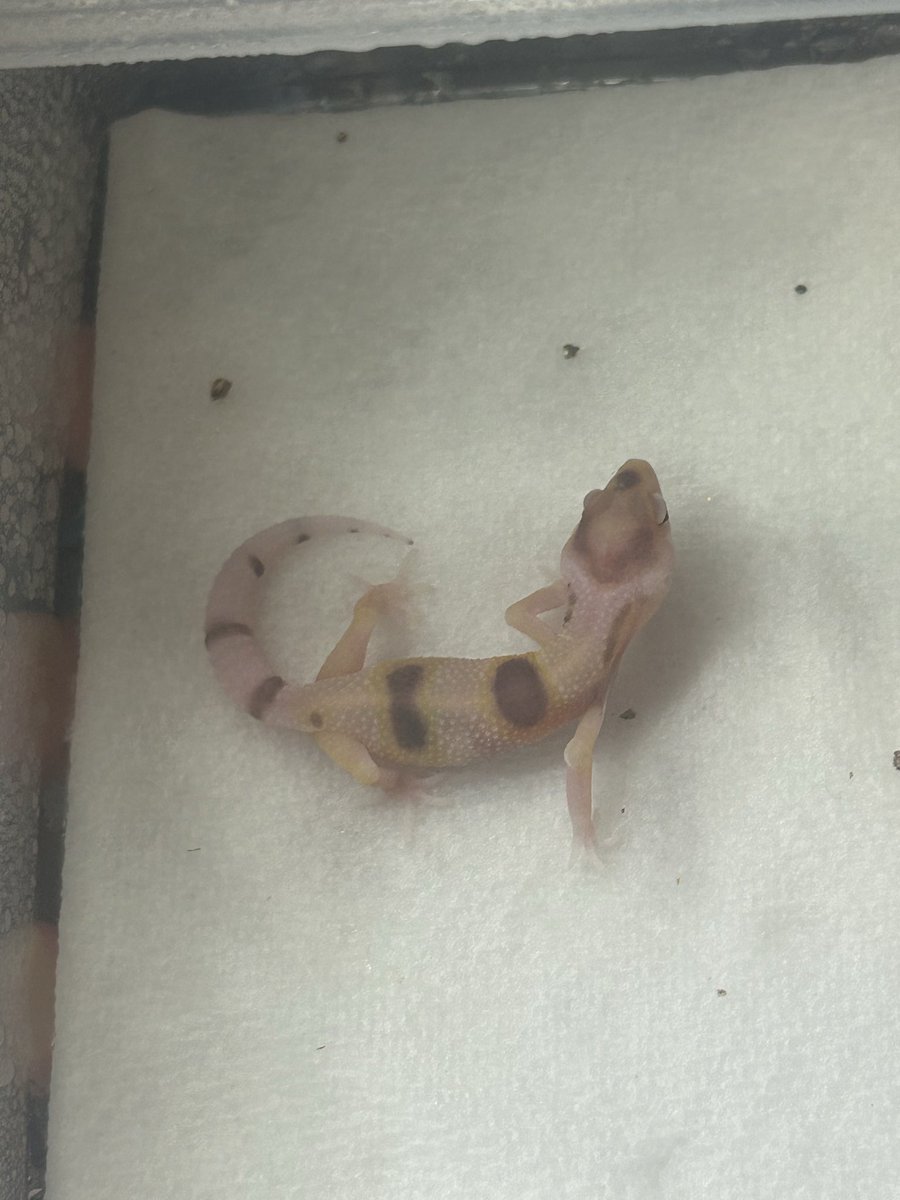 REikaMIyan's tweet photo. おはようごさいます☀️
昨晩生まれた子🦎
レーダーエニグマかな？🙄
何気に初モルフ✨️
そしてあざとすぎる🫠❤️‍🔥
#レオパ
#レオパードゲッコー
#爬虫類好きと繋がりたい https://t.co/g8AfwyZC46