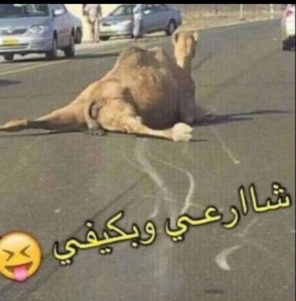 الدون بيكاسو tweet media
