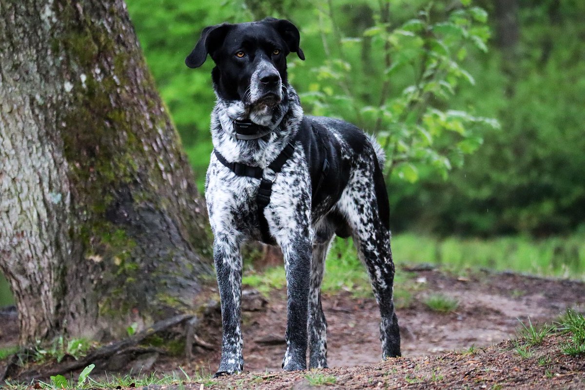London_SB's tweet photo. Dogs make everyday life more joyful ❤️
A dog’s loyalty is truly unforgettable 🌈
CNqN https://t.co/53l2fH19OR