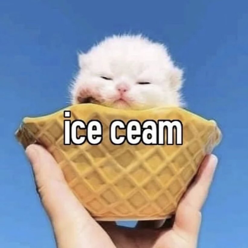 Punch Cat tweet media