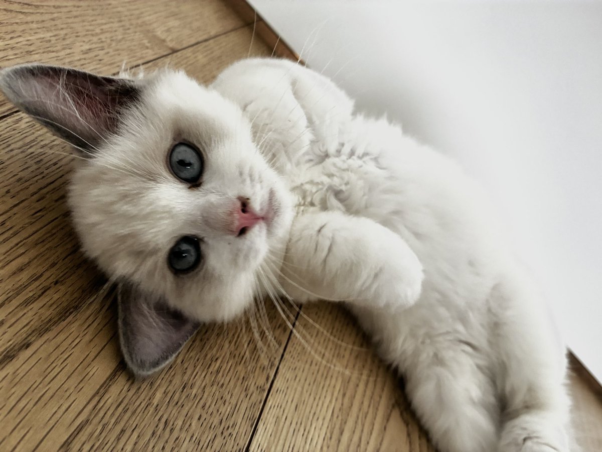 36DT1985's tweet photo. ただただかわいい https://t.co/c6BeNAYuUw