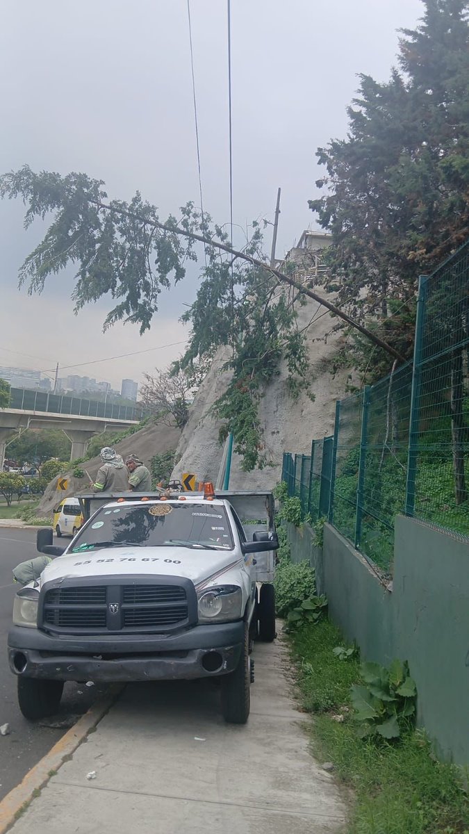 LopezCasarinJ's tweet photo. #ReporteÁOtendido | 🌳Para proteger la seguridad de nuestra comunidad, realizamos el retiro de un árbol con riesgo de colapso ubicado en la colonia Carlos A. Madrazo, previniendo posibles incidentes y manteniendo espacios más seguros para niñas, niños y familias.

#CasarínAlcalde
#TodoEsPosible