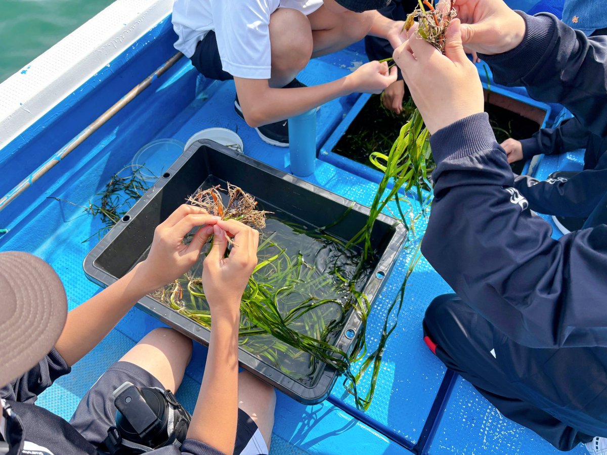 KankyoRyoko's tweet photo. 里海の現場へ。
創造室室長が三重県鳥羽市のアマモ場保全見学会に参加しました。松阪漁協漁師支所の協力で採取した栄養株を山川・川畑さんやふくおかFUNさんの設置したの囲い網内に移植。海のアイゴ・陸のシカ、共通する課題についてみなさまと意見交換を実施し、里海づくりの重要性を実感しました。 https://t.co/FFAGlRaRaZ