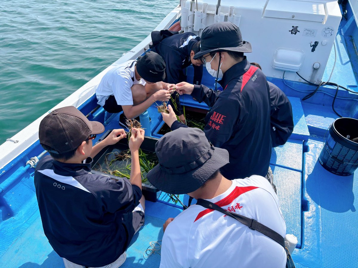 KankyoRyoko's tweet photo. 里海の現場へ。
創造室室長が三重県鳥羽市のアマモ場保全見学会に参加しました。松阪漁協漁師支所の協力で採取した栄養株を山川・川畑さんやふくおかFUNさんの設置したの囲い網内に移植。海のアイゴ・陸のシカ、共通する課題についてみなさまと意見交換を実施し、里海づくりの重要性を実感しました。 https://t.co/FFAGlRaRaZ