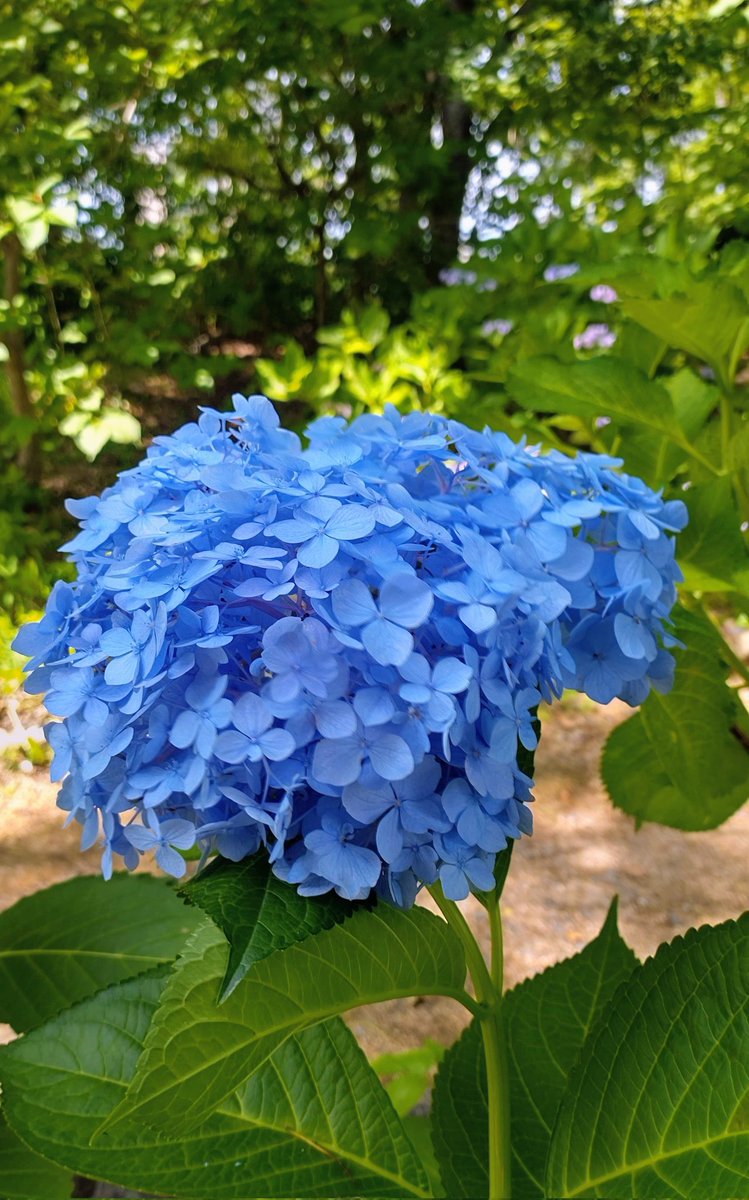 as142516's tweet photo. 雨で、紫陽花も、色鮮やかです https://t.co/TM5WVBluMf