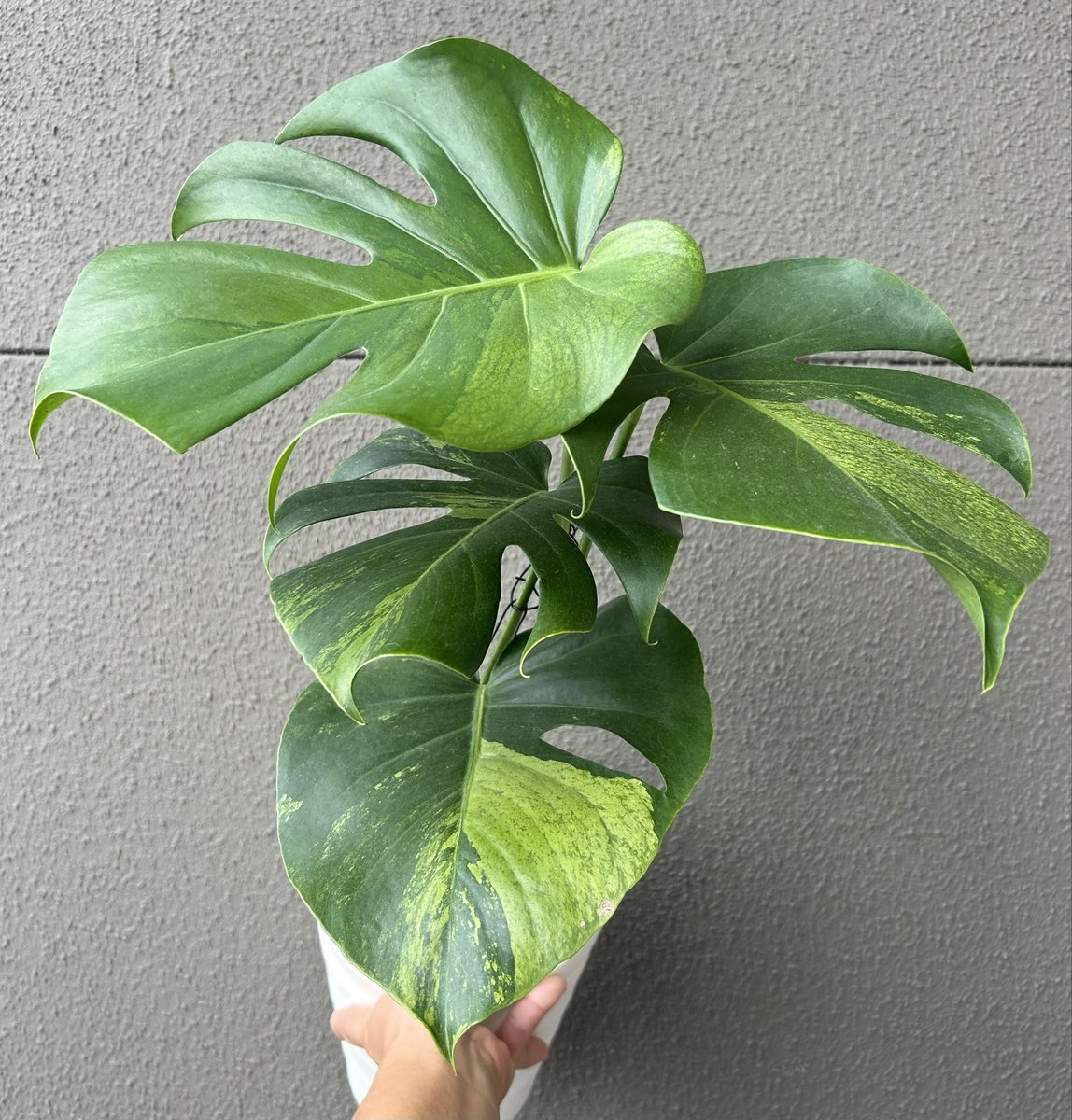 MOGURA_PLANT's tweet photo. いってきます✊🏾☀️ https://t.co/mEMMNJ3khG