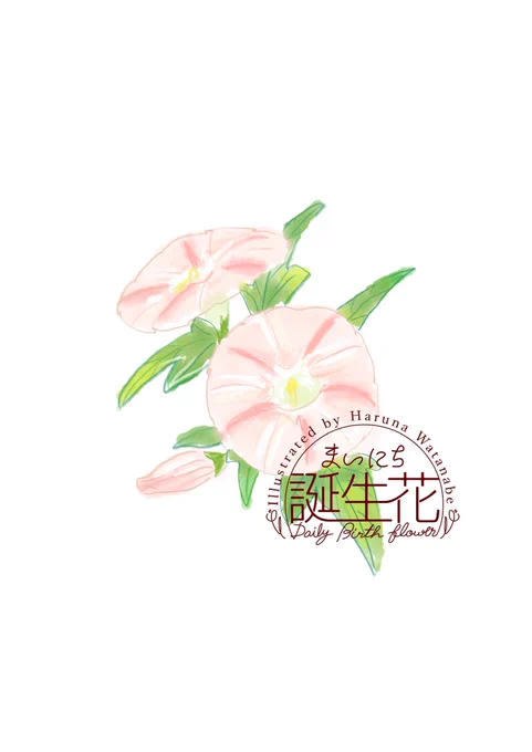 6月16日 ヒルガオ 花言葉 絆 #1日1絵 #まいにち誕生花