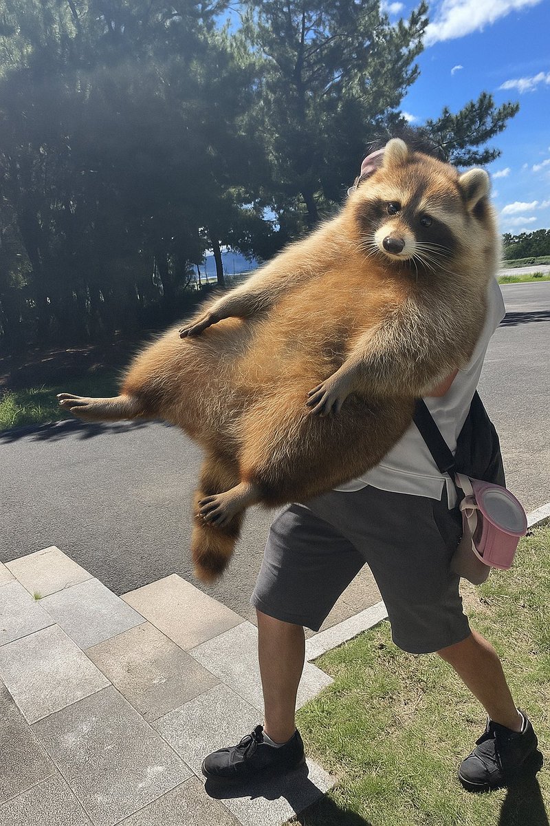 aaaaggggw's tweet photo. 🦝 https://t.co/eMpwPrM8XN