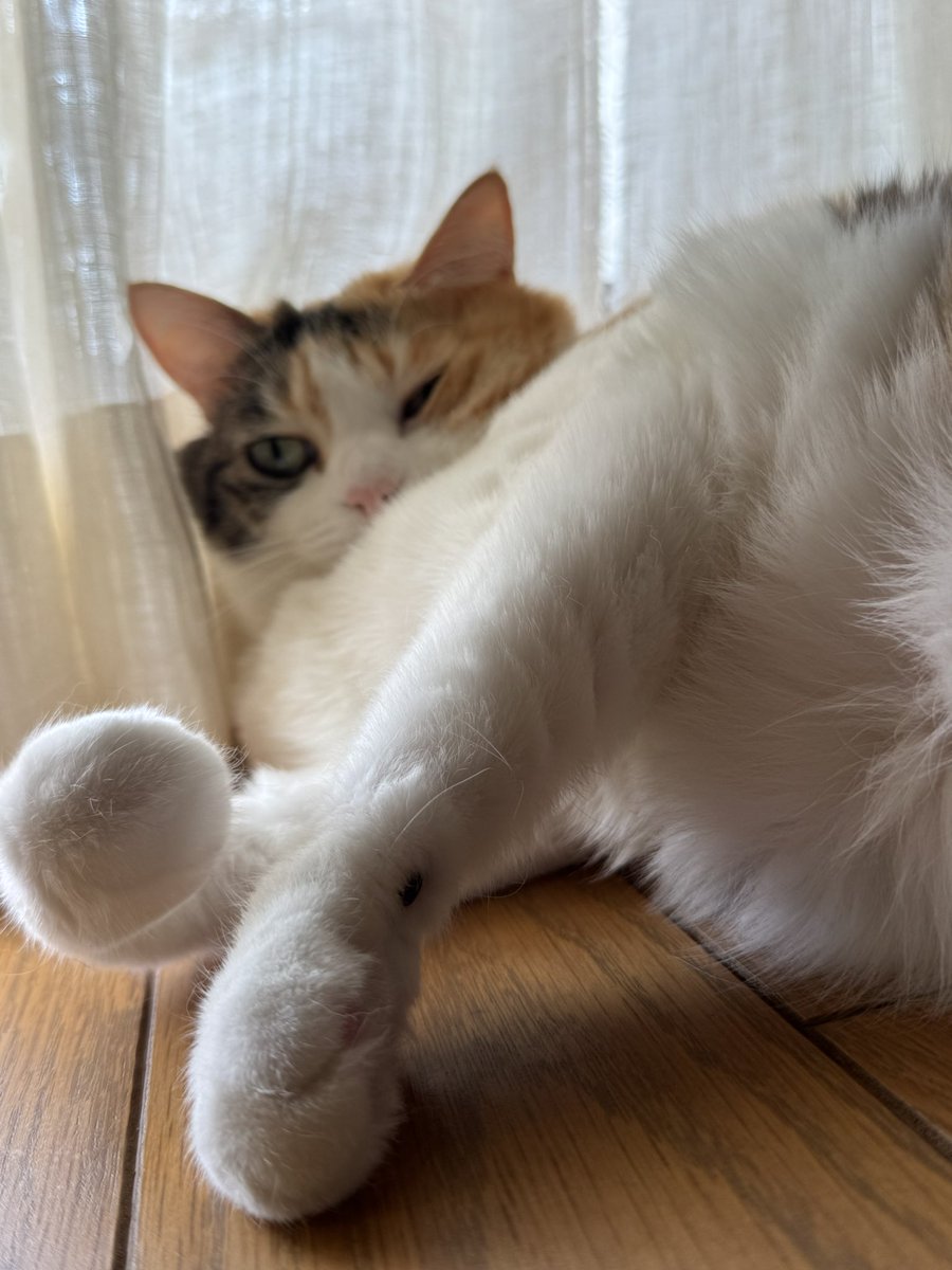 suggarmich's tweet photo. おはよう猫ども https://t.co/o3v82AeXf4