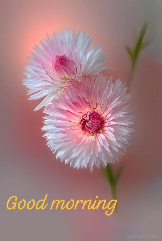 jargalan_'s tweet photo. @chvlt3msvr3n @o_purevdorj123 https://t.co/CiDmxunoPO