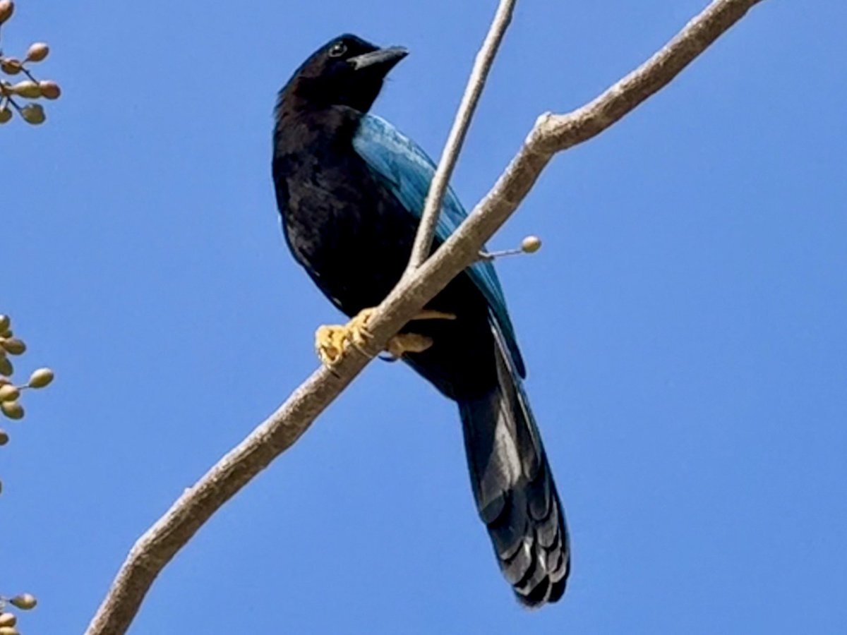 Ritual_OS's tweet photo. @kabamur Phase shifted Yucatán Jay From the Seven Sisters to the Maya Canopy⚡️ https://t.co/DnRvFpnjVe