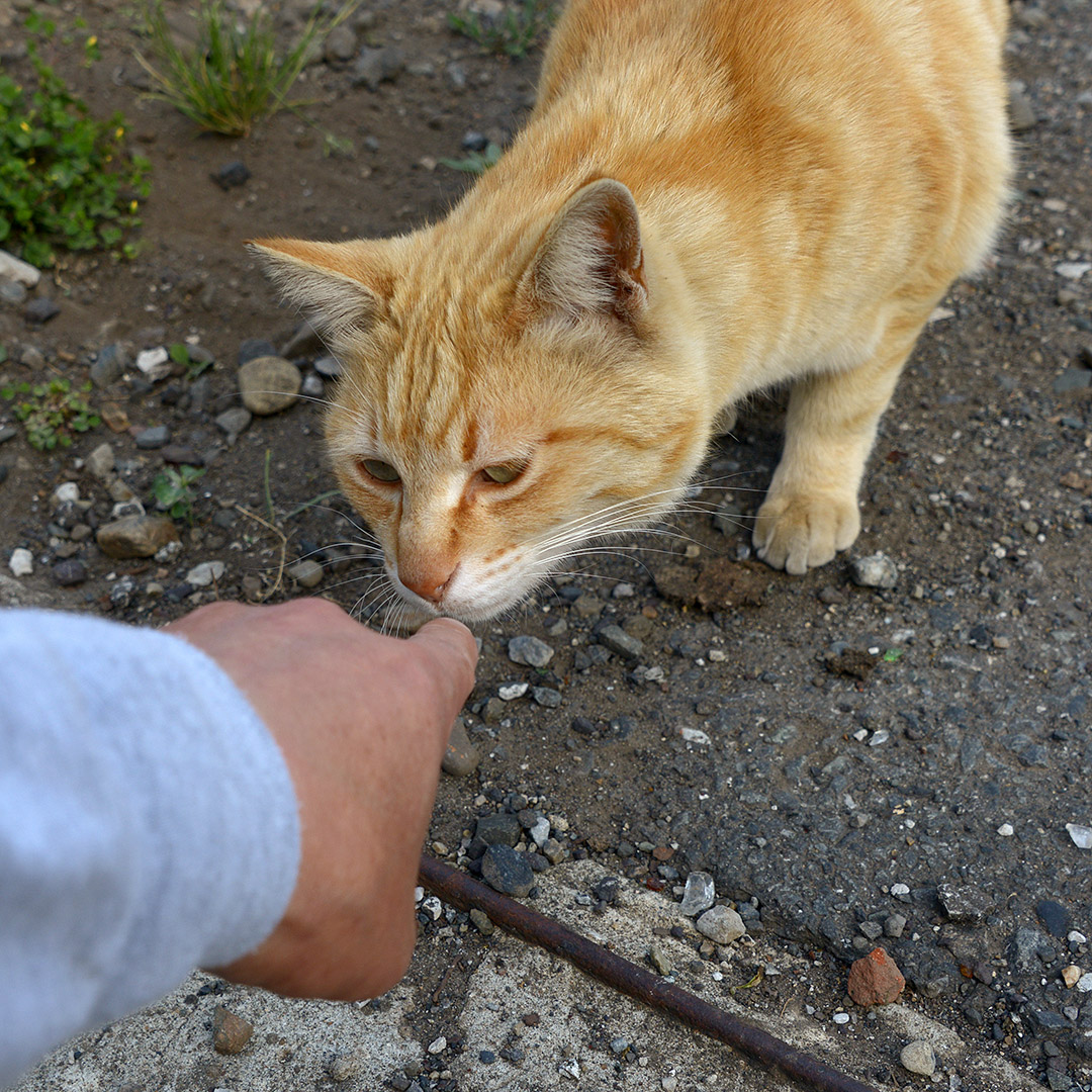 Kiyochan_Cats's tweet photo. ねこさんが尻尾を上げてやって来ました。
「なあ、何か��ってきたのかい?」
「どれどれ」 フンフン
「くさっ!」
#ねこ #猫 #ねこ写真 #猫写真 #東京猫 #ねこすたぐらむ #外猫 #野良猫 #STRAYCAT #TOKYOCATS #CAT #GATO #CHAT #CUTECATS #茶トラ猫 https://t.co/GEa1fkPZ9f