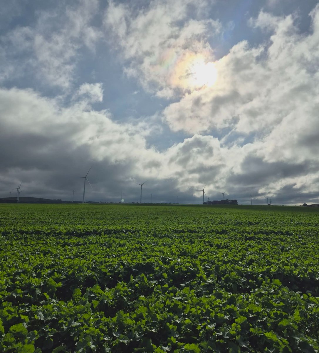 AltoraBallarat's tweet photo. Crops are off to an excellent start given the ideal break, allowing us to capitalise on our pre-em strategy in the western district 🌾 https://t.co/RGzhyjENnh