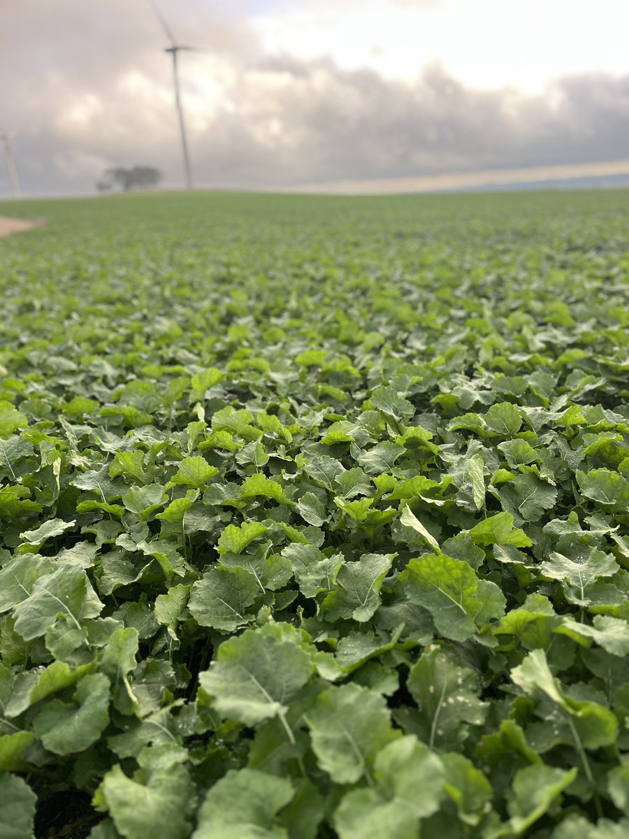 AltoraBallarat's tweet photo. Crops are off to an excellent start given the ideal break, allowing us to capitalise on our pre-em strategy in the western district 🌾 https://t.co/RGzhyjENnh