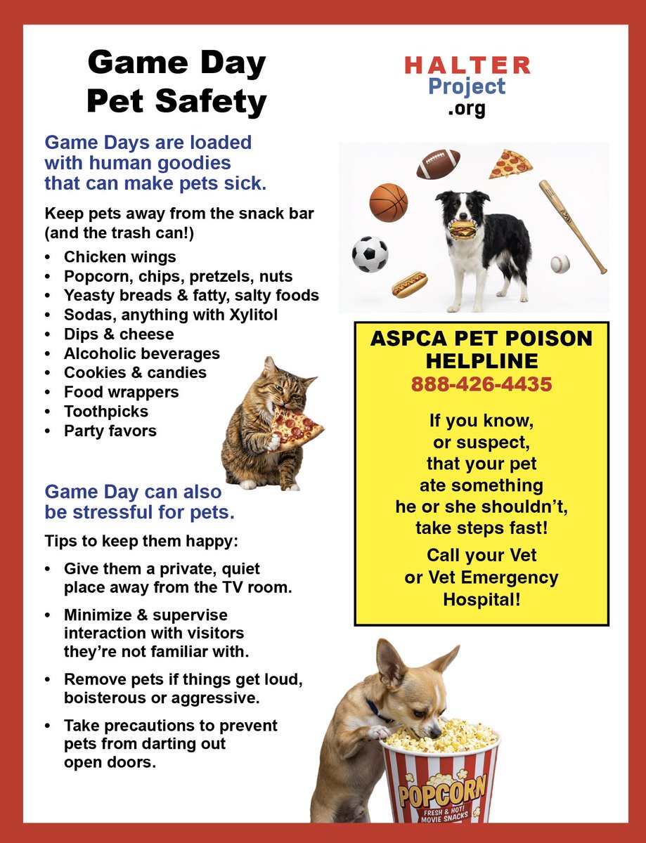 halterproject's tweet photo. Score a win &amp; save trips to the Animal Emergency vet! 🏆 Whatever side you’re on, make sure you are your pets number one fan by keeping them safe while the big match is on. 
Game day can be stressful for pets but with these Game Day Pet Safety Tips, everyone can win!
🏏🎾⚽️ https://t.co/Xp0BEkTLPz