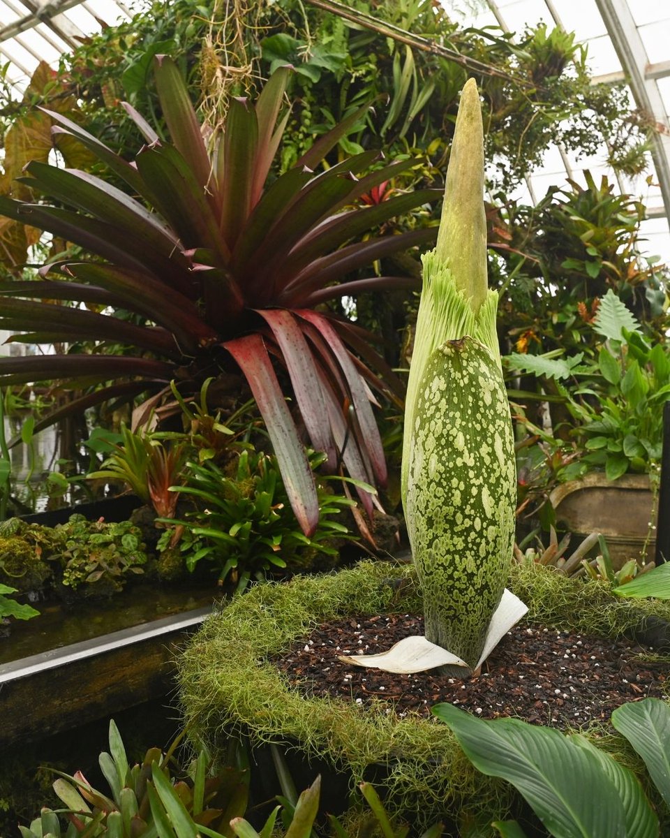 SFConservatory's tweet photo. ⁉️ When will Scarlet bloom? Nature is unpredictable! As soon as Scarlet begins to open, we'll notify everyone via social media and email. Visit the Conservatory now to witness all of the corpse flower's remarkable life cycle! https://t.co/a43TpW0B3K