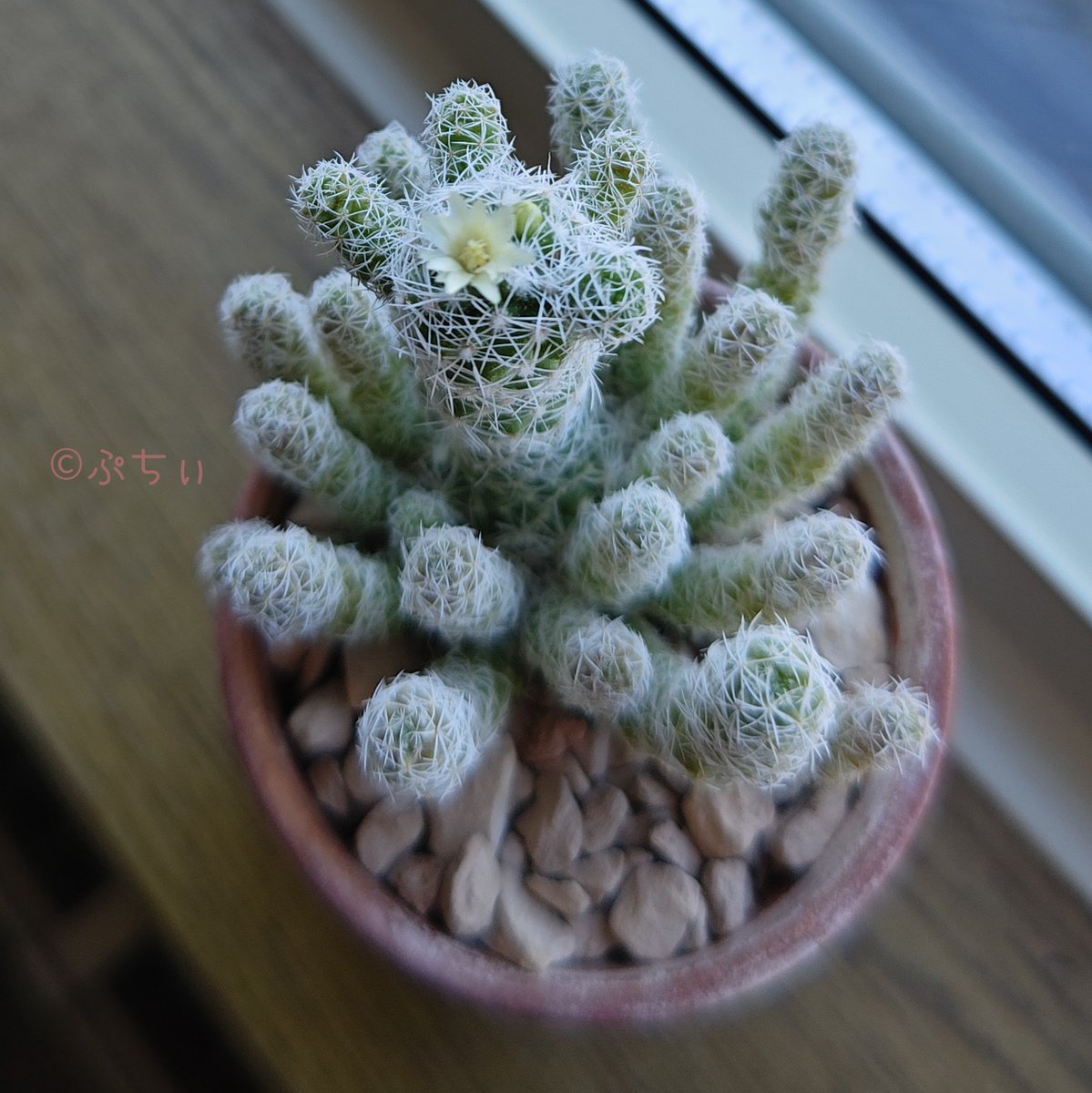 148petit's tweet photo. 朝起きたらサボテンの花が咲いていた(*´ω｀*)

ダイソーさんからお迎えして4年。
かなり徒長させてしまったので『ダメ元で胴切りしてみようかな🤔』と思ったのが伝わったのかそこから頻繁に開花するようになった。
やっぱり波動は伝わるんだなぁ。
#サボテンの花
#銀手毬
#観葉植物 #多肉植物 https://t.co/HQl9M0ja8k