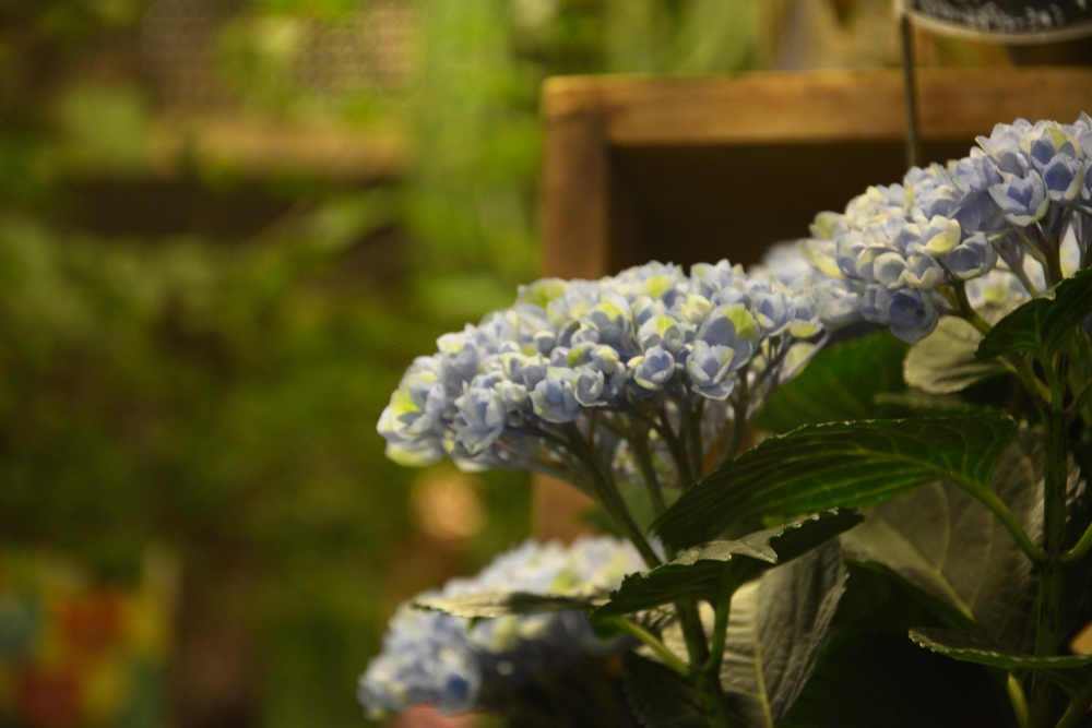 greenmind87's tweet photo. 旬の芍薬と紫陽花
多数入荷しています https://t.co/iwXCl95PlJ