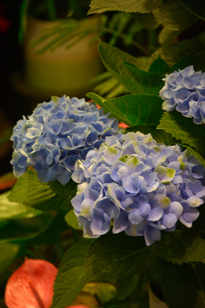 greenmind87's tweet photo. 旬の芍薬と紫陽花
多数入荷しています https://t.co/iwXCl95PlJ