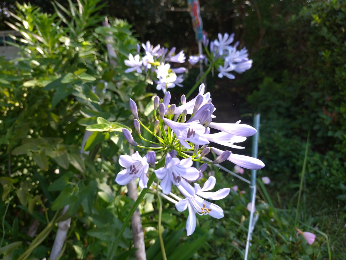 sumio_okabe_'s tweet photo. トモエソウが咲き始めていた。開き方がイマイチで巴に曲がった花弁が分かりづらい。
事務局脇でアガパンサスが咲いた。
今年はジャコウアゲハの幼虫が居ないので、ウマノスズクサが茂り花も沢山付いている。
#桜草公園 https://t.co/ofakYuVVxn