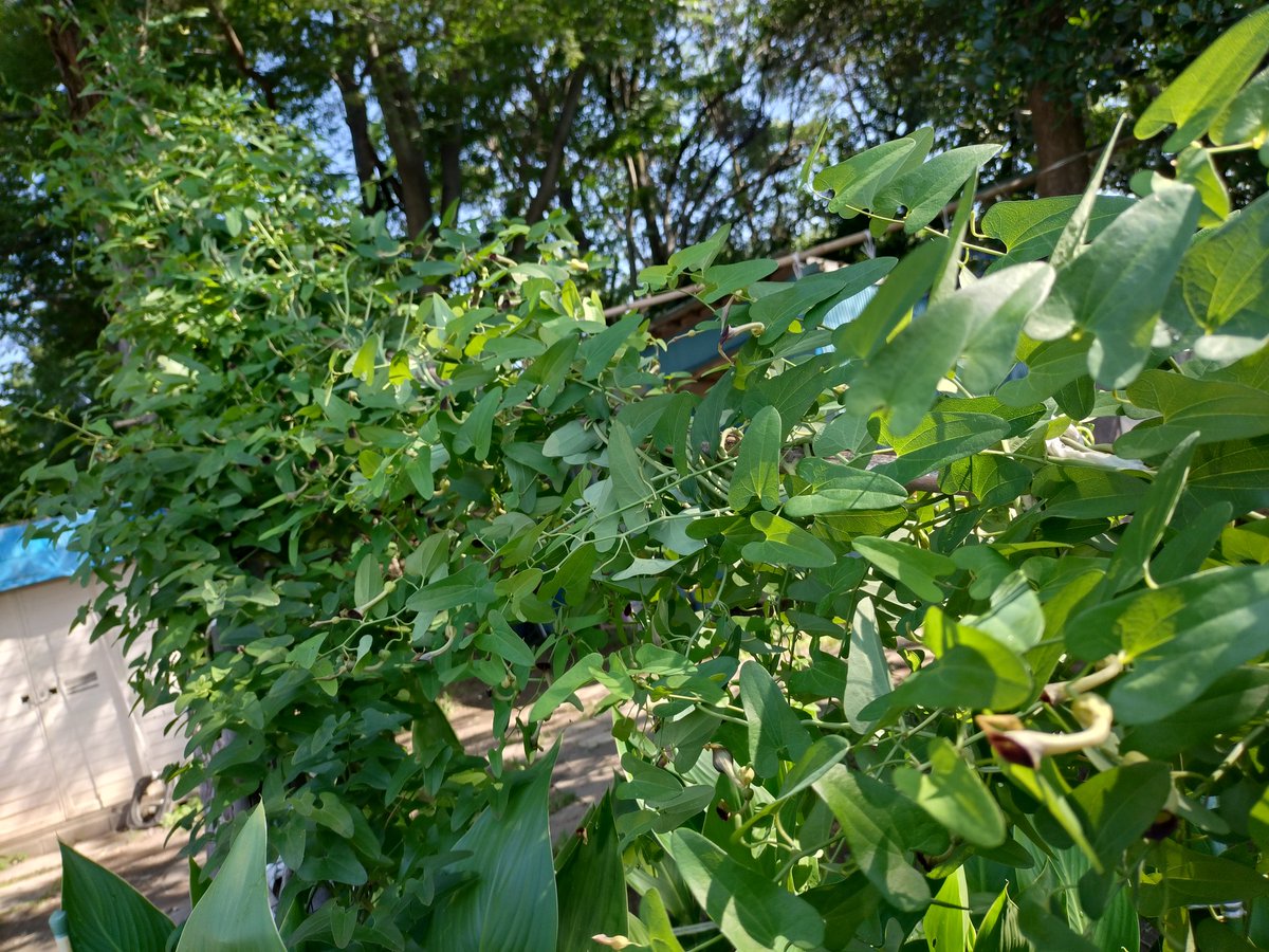 sumio_okabe_'s tweet photo. トモエソウが咲き始めていた。開き方がイマイチで巴に曲がった花弁が分かりづらい。
事務局脇でアガパンサスが咲いた。
今年はジャコウアゲハの幼虫が居ないので、ウマノスズクサが茂り花も沢山付いている。
#桜草公園 https://t.co/ofakYuVVxn