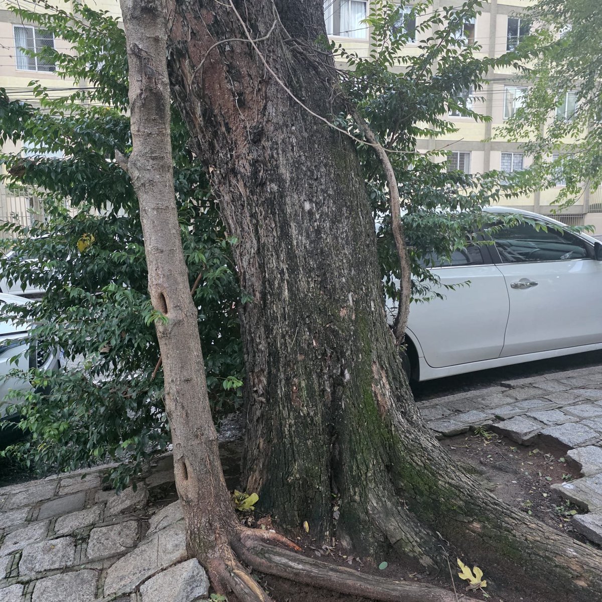 AnaMoretto4's tweet photo. #thicktrunktuesday #trees #treeoftheday #Treetime #thetreepeople #TreeTuesday
Curitiba PR, Brazil. https://t.co/lgKYRVSsby